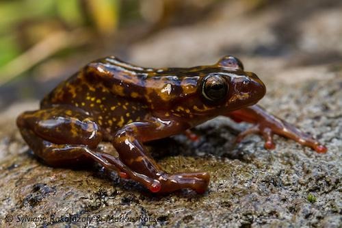 Boophis williamsi, grenouille brun-orangé tachetée posée sur un rocher